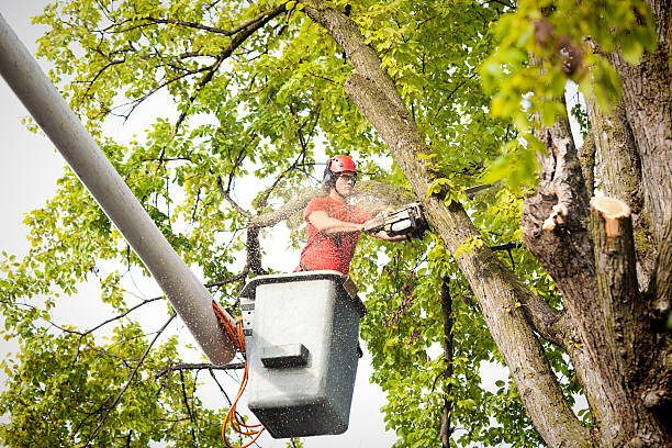 Trusted Logan, WV Tree Removal Services Experts